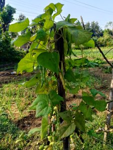 A close-up of a green bean plant climbing on a wooden support. 