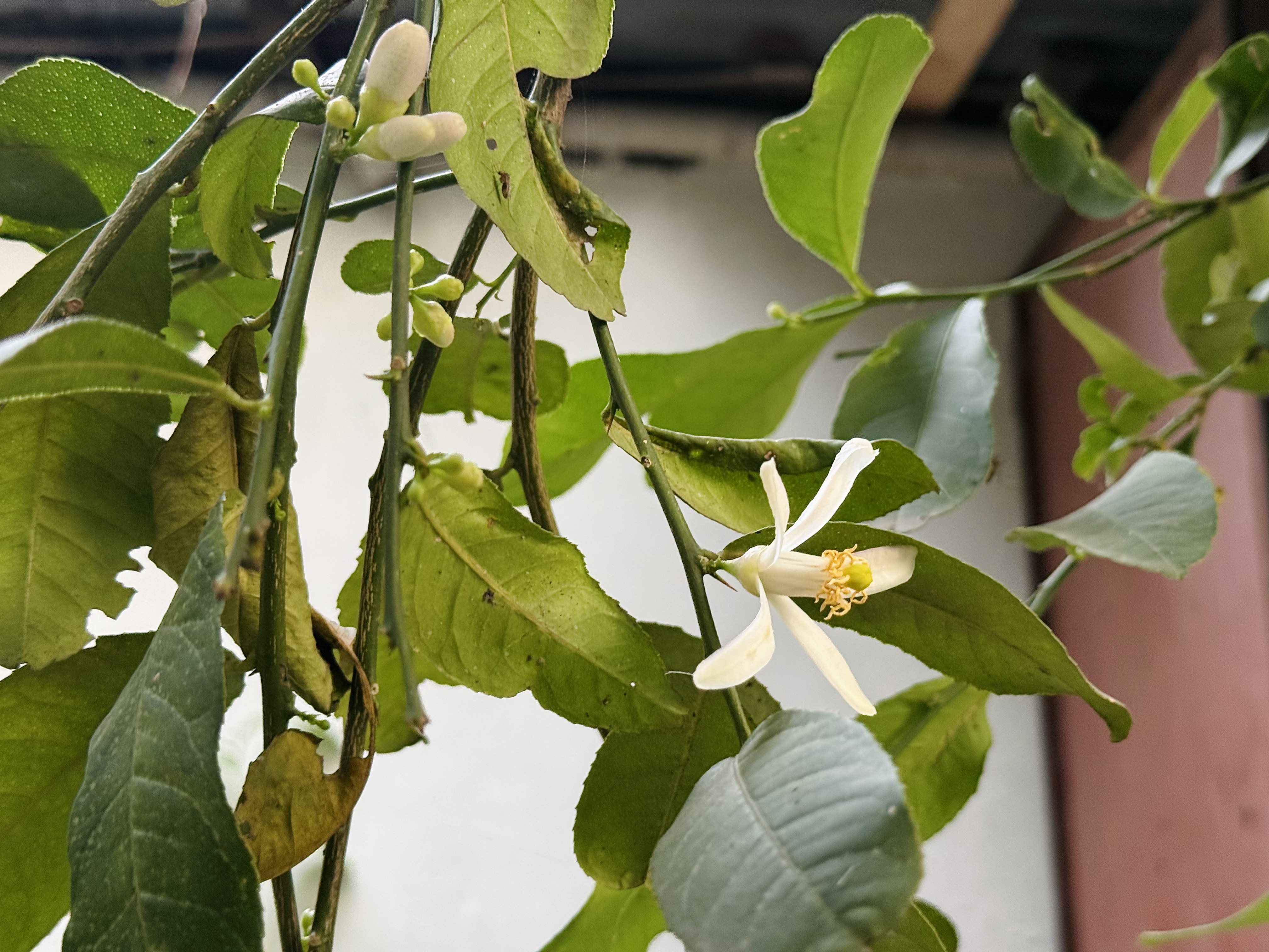 Close-up of a lemon tree branch with green leaves and a white flower, giving a fresh, natural feel against a blurred background.