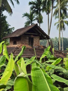 An old laterite building with a tiled roof sits surrounded by fresh banana plants in Vellanoor, Chathamangalam, Kozhikode. The mix of natural green and rustic red shows the simple beauty of Kerala village life.