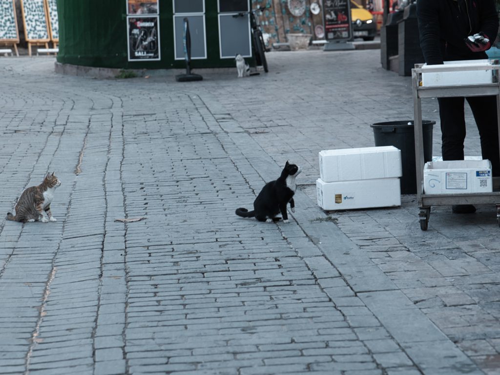 Two street cats sitting on a cobblestone street, watching a person holding fish at a street fish stall, while another cat waits in the background.