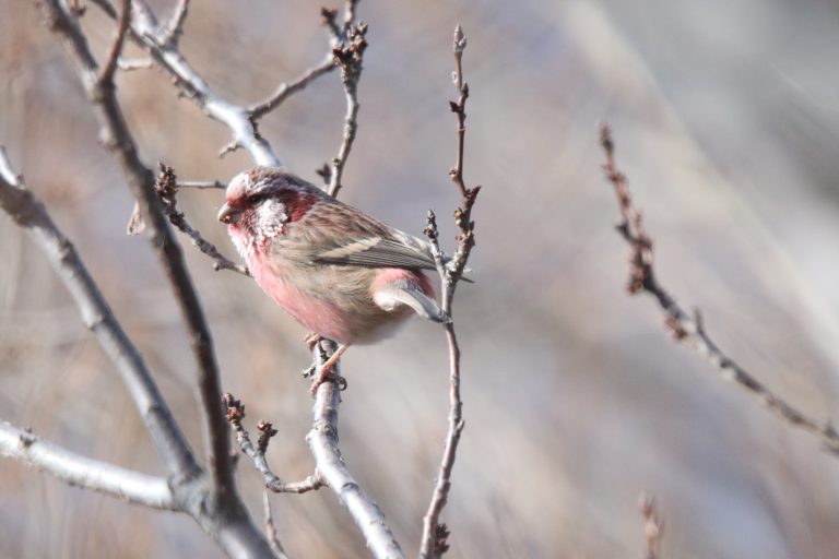 A Long-tailed Rosefinch (长尾红雀) is perched on a branch.