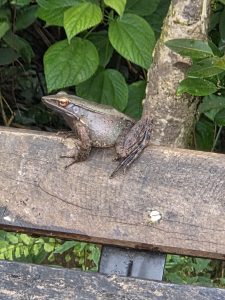 A picture focused on a Frog sitting on the branch of a tree in the forest.