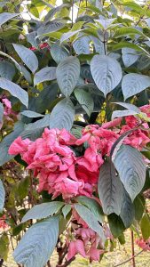 A cluster of vibrant pink flowers surrounded by lush green leaves.