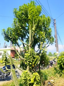 A large green leaved tree like plant dominates the foreground standing against a vivid blue cloud free sky, to the right a wooden electric pole connected to a mass of cables, Beyond in partial view a house and vegetation. Motorcycles partial visible at the base of the plant.  