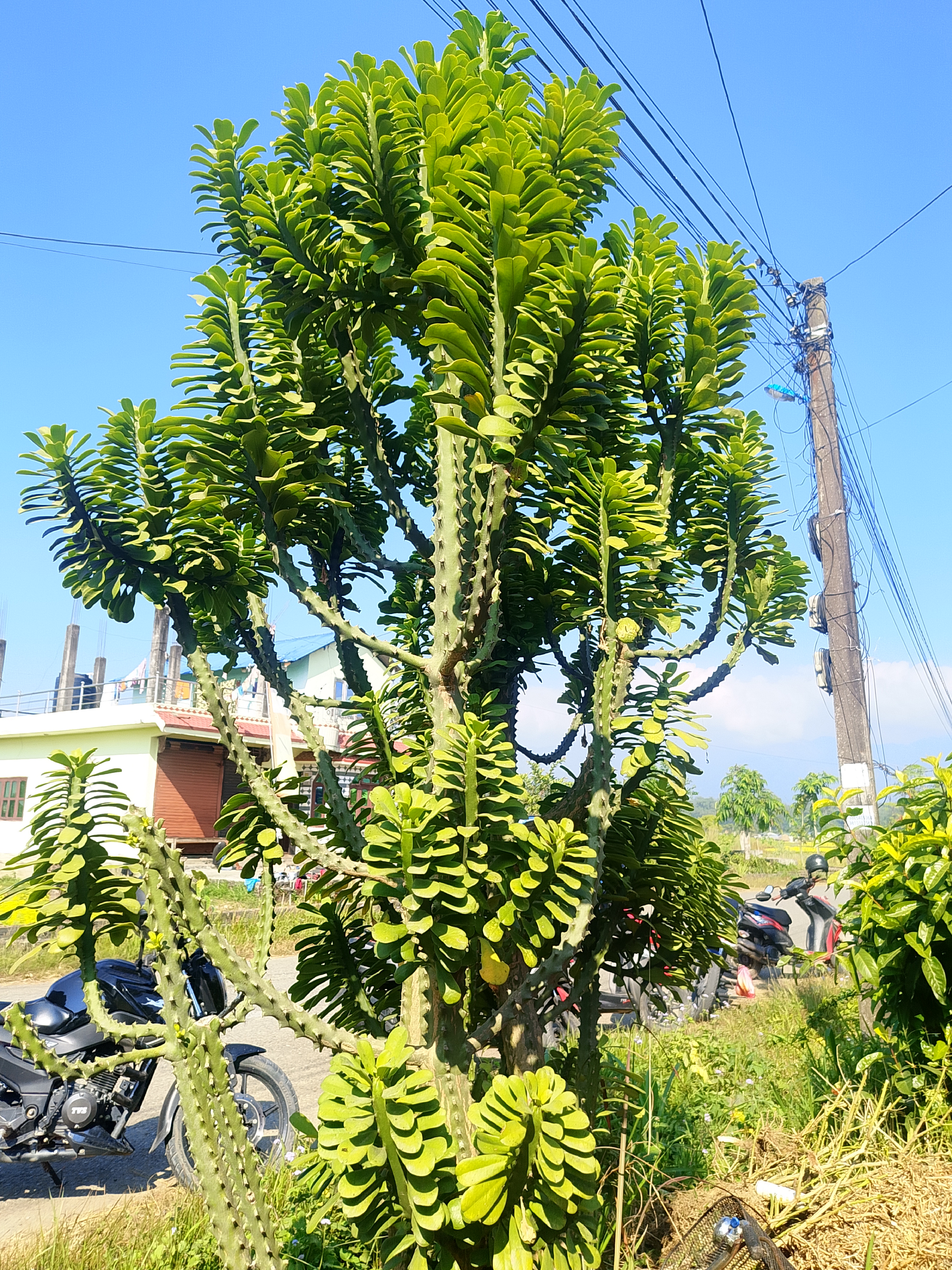 A large green leaved tree like plant dominates the foreground standing against a vivid blue cloud free sky, to the right a wooden electric pole connected to a mass of cables, Beyond in partial view a house and vegetation. Motorcycles partial visible at the base of the plant.