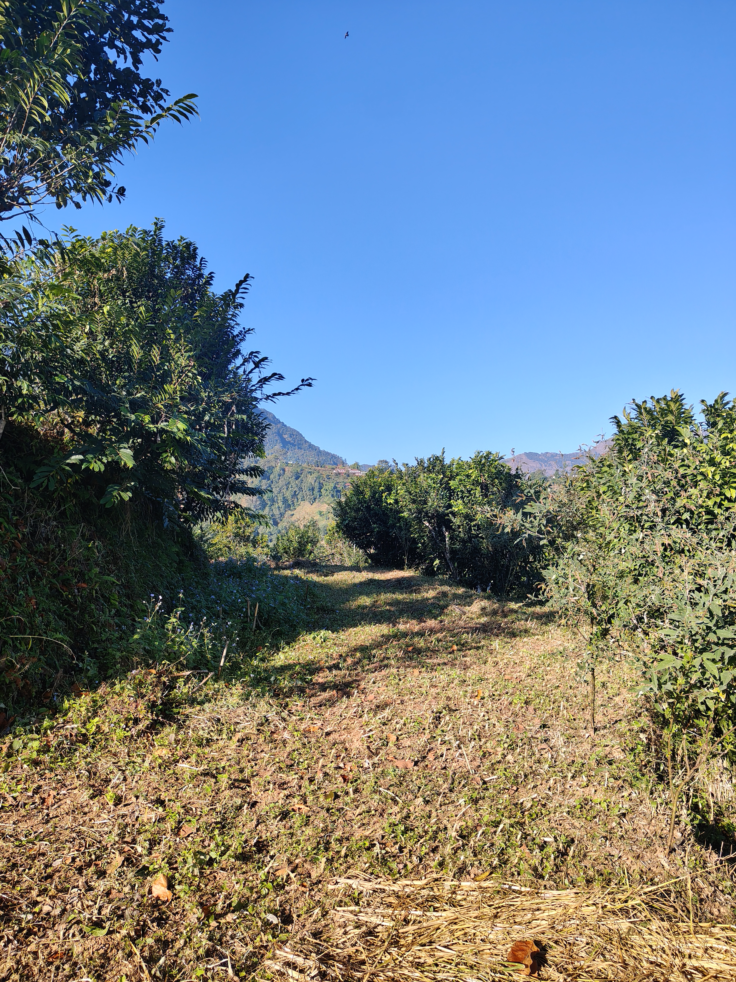 Lush greenery spreads beneath a clear blue sky, surrounded by shrubs and trees. Rolling hills and mountains rise in the distance, creating a calm, peaceful scene.