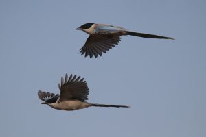 A pair of Red-billed Blue Magpie in flight against a pale blue sky.