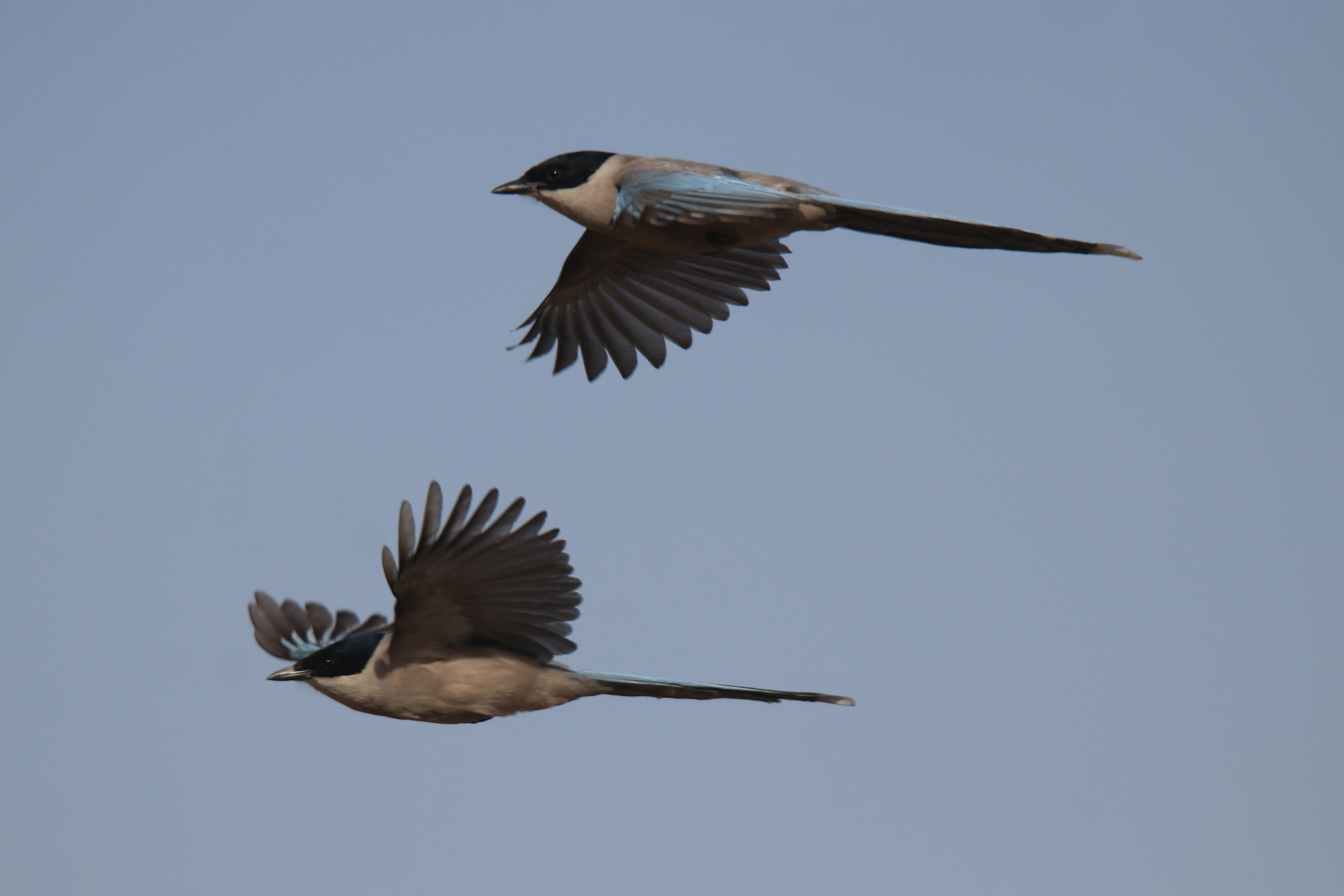 A pair of Red-billed Blue Magpie in flight against a pale blue sky.