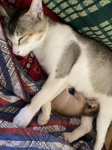A cat and her kitten sleep peacefully on a patterned blanket.