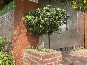 A small tree with a rounded, bushy canopy sits atop a brick planter, contrasting against a background of brick walls and a metal gate. 