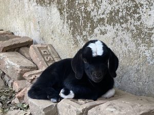 A small black goat with a distinctive white patch on its forehead is resting on a stack of bricks.