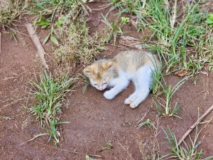A small kitten rests on the ground in Vaniyambalam, Malappuram. The tiny cat lies quietly on the ground, surrounded by grass, creating a peaceful, gentle moment from everyday village life.