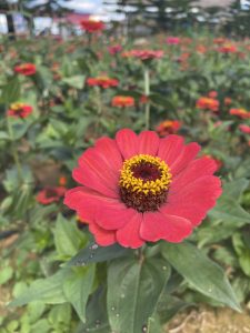 A close-up, focused shot of a single bright red-pink Zinnia flower with a distinctive yellow and brown center, surrounded by a densely planted field of similar red and pink flowers blurred in the background.