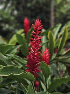 A bright red tropical (red ginger) flower stands tall among fresh green leaves, glowing in soft natural light. This calm garden scene was captured at the Malabar Botanical Garden in Kozhikode, showcasing the area's rich plant life and peaceful beauty.