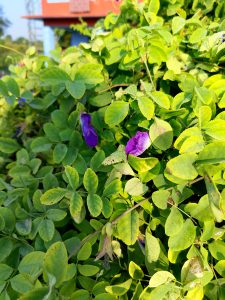 A close-up view of vibrant green leaves with a few scattered purple flowers among them.