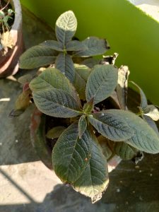 A close-up view of a potted plant with large, textured green leaves.
