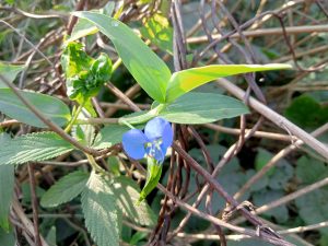 A small blue flower in green leaves, Kawtoli