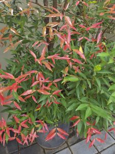 A close-up of a green plant with red-tipped leaves growing in a dark gray pot, set against gray paving stones.