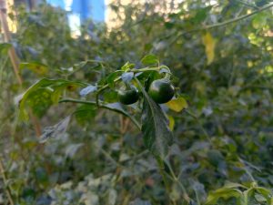 Close-up of a green chili plant with two small unripe chilies hanging among lush leaves, with a softly blurred background.
