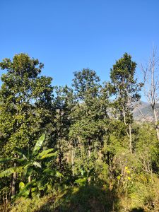 A lush landscape featuring a variety of trees, including vibrant green deciduous trees and banana plants on the left.