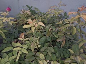 A dense cluster of rose plant foliage with a mix of healthy green and yellowing leaves, showing signs of dryness and stress, with a single bright pink rosebud standing out on the left side against the muted background.