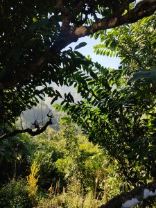 A lush, green landscape is framed by overhanging branches and dense foliage, showcasing a variety of leaves and plant life. 