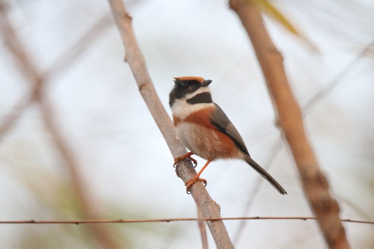 A Black-throated Bushtit is perched on a branch.