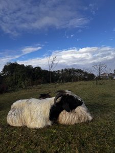 A long-haired white and black goat with large horns is lying down in a green, grassy field under a bright blue sky with white clouds.