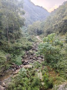 A serene landscape featuring a narrow stream flowing over a bed of rocks, surrounded by lush greenery and dense trees.