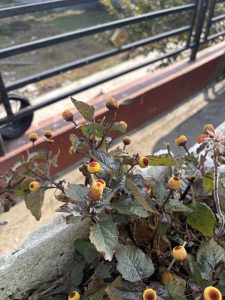 A close-up view of a cluster of small, round yellow flowers with reddish centers, surrounded by green and slightly wilted leaves.