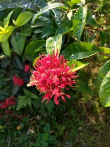 A vibrant cluster of bright red flowers surrounded by lush green leaves. 