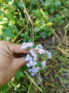 A person's hand holding a cluster of small, fluffy, light purple flowers with green leaves in the background, set in a natural, grassy environment.