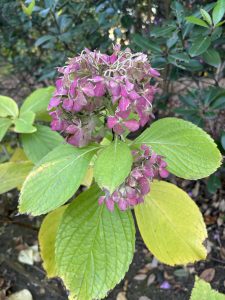 A close-up view of a cluster of pink and purple hydrangea flowers surrounded by large green leaves, with some leaves showing yellowing edges.