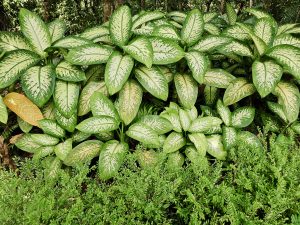 A dense cluster of lush green variegated leaves growing naturally at the Malabar Botanical Garden, Kozhikode, Kerala. The patterned leaves create a rich texture, showing the healthy tropical plant life that thrives in this calm garden setting. 