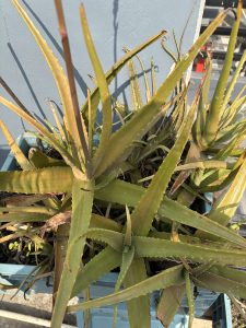 A close-up view of several aloe vera plants with long, pointed green leaves, some of which are yellowing and showing signs of aging