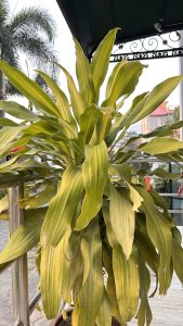 A lush green plant with long, narrow leaves exhibits a mix of vibrant yellow and dark green hues.