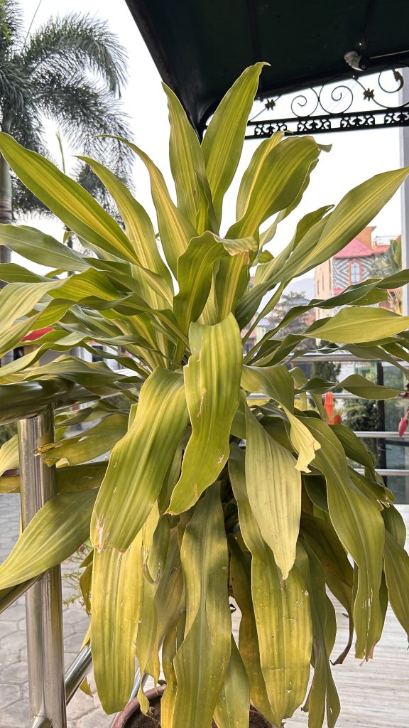 A lush green plant with long, narrow leaves exhibits a mix of vibrant yellow and dark green hues.