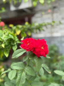 A close-up view of vibrant red roses blooming on a green stem, surrounded by lush green leaves.