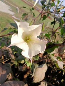 Close-up of a white, trumpet-shaped flower with purple edges, photographed in Kawtoli, Brahmanbaria, Bangladesh.