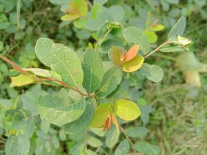 Close-up of multicolored green leaves in Kawtoli, Brahmanbaria, Bangladesh.