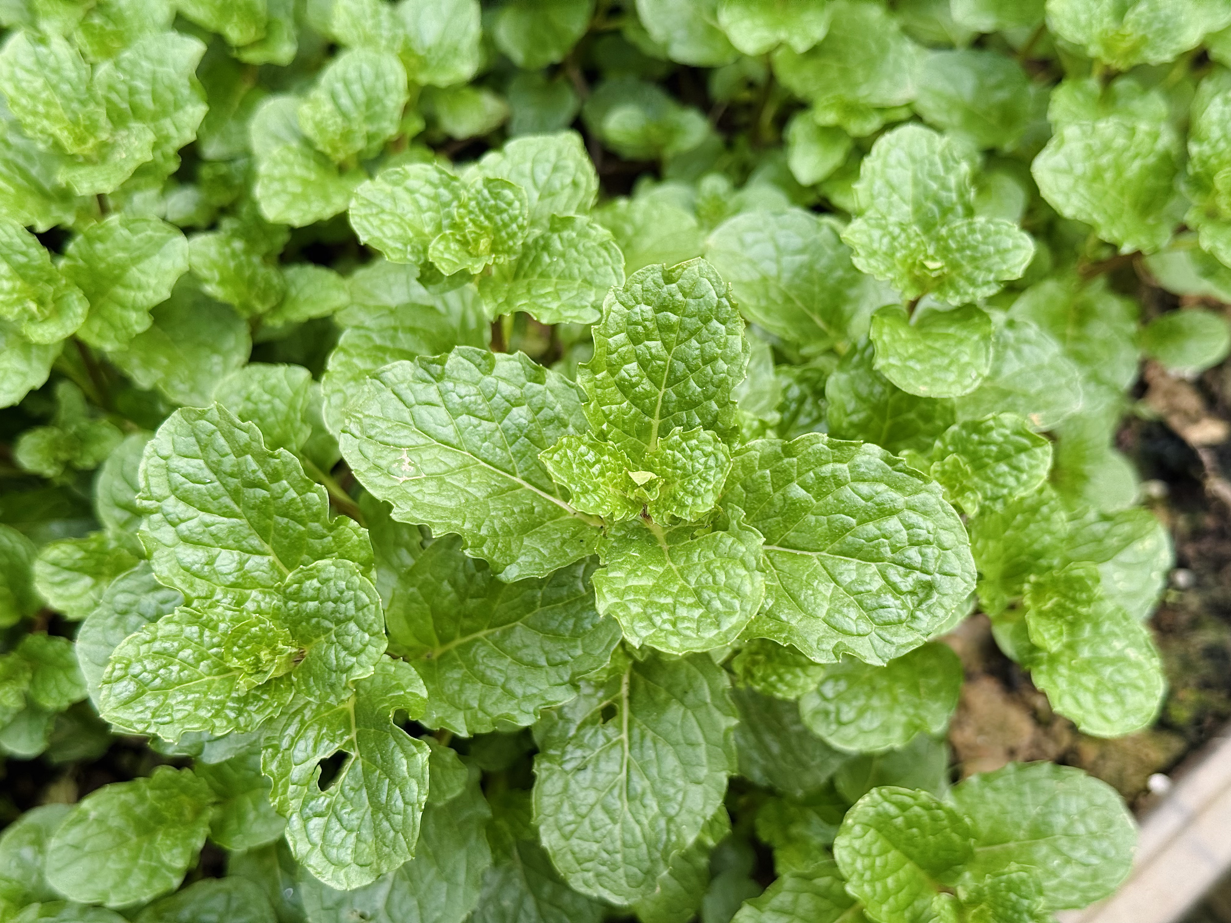 Close-up of vibrant green mint leaves, showing their textured surface, clustered densely in a garden setting. The mood is fresh and lush.