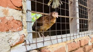 A chicken is peering out from behind a metal wire fence attached to a rustic wooden frame, set against a backdrop of brick walls. 