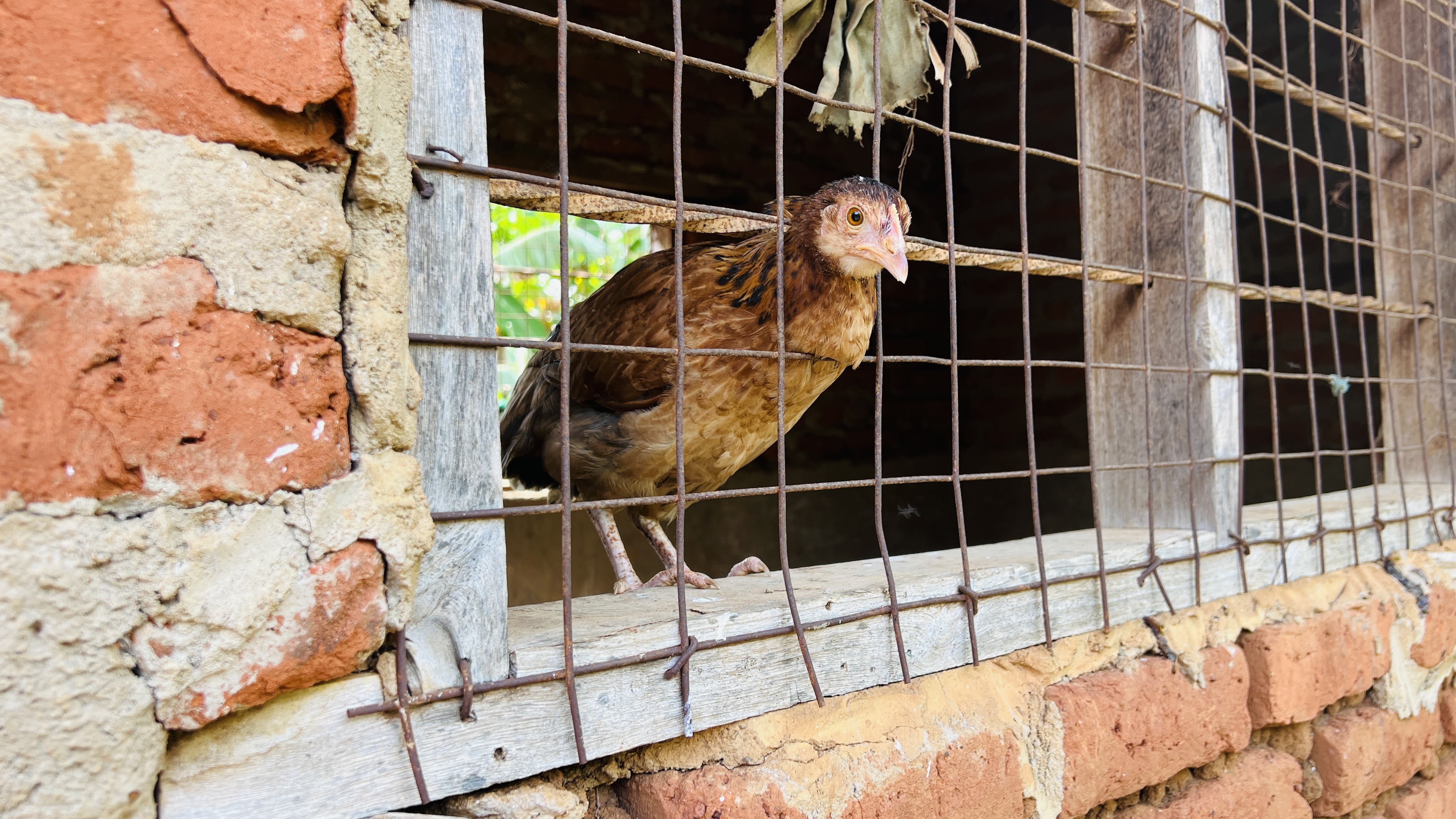 A chicken is peering out from behind a metal wire fence attached to a rustic wooden frame, set against a backdrop of brick walls. 