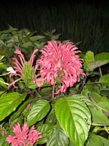 A cluster of vibrant pink flowers with long, tubular petals is set against a backdrop of green leaves.