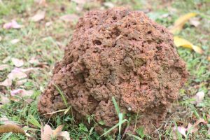 A large, irregularly shaped rock with a rough, textured surface showing shades of orange and brown, surrounded by green grass and scattered fallen leaves. Found in Kaliro, Uganda.
