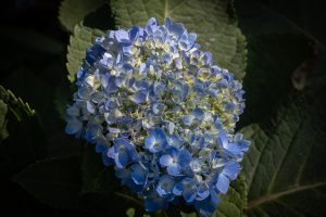 

A close-up of a hydrangea cluster with blue and white petals amid lush green leaves.
