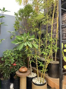 A colorful garden corner with green plants, red flowers, bamboo in pots, and a terracotta pot on a stand.