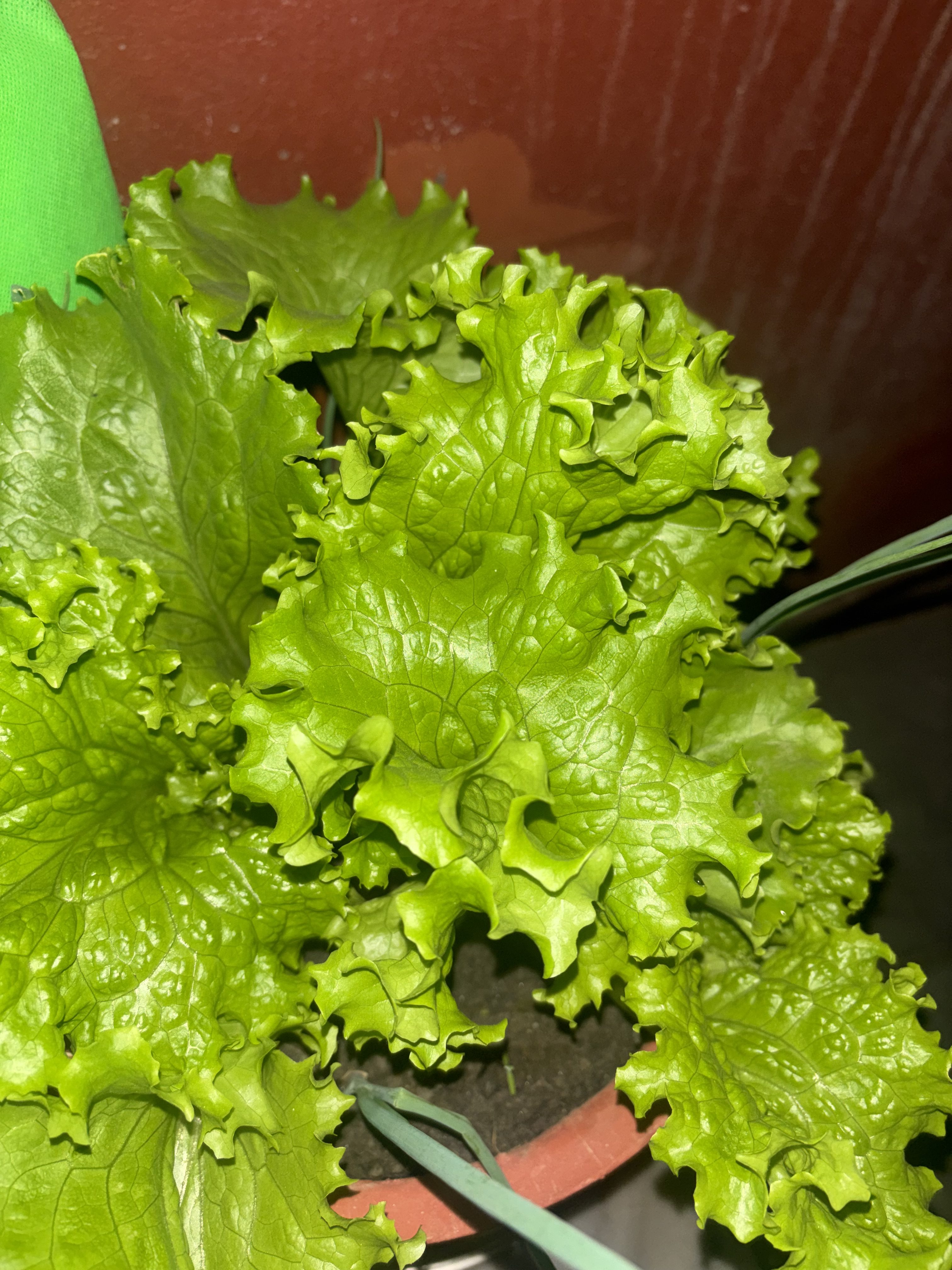 A close-up view of a vibrant green lettuce plant, featuring ruffled leaves with a glossy texture.