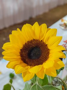 A close-up photograph of a vibrant sunflower with bright yellow petals and a dark brown center.