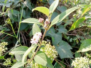 Small flowers in the sunny morning at Kawtoli, Brahmanbaria.